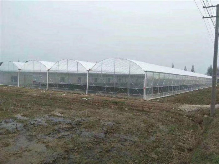 連棟薄膜溫室