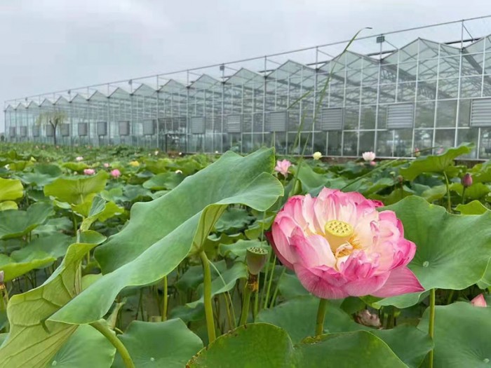 陽光板溫室生態(tài)餐廳